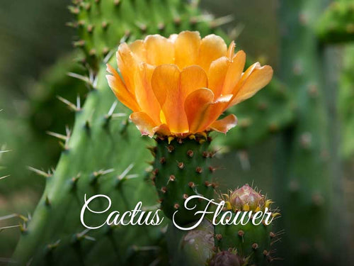 La Pink Cactus Flower Ingredient Collection - 100% Microplastic Free Products
