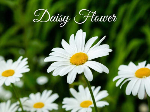 La Pink Daisy Flower Ingredient Collection - 100% Microplastic Free Products