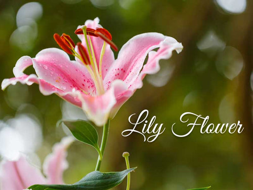 La Pink Lily Flower Ingredient Collection - 100% Microplastic Free Products
