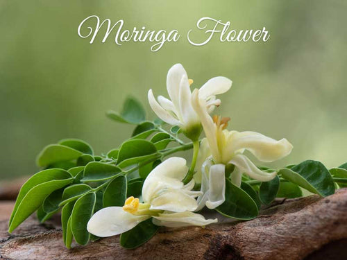La Pink Moringa Flower Ingredient Collection - 100% Microplastic Free Products